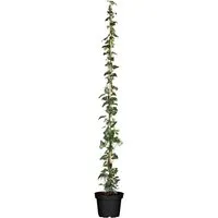 Irischer Efeu Hedera Helix Hibernica 100–150 cm - Kraftvolle, immergrüne Kletterpflanze mit glänzenden Blättern, ideal für Fassadenbegrünung und als Sichtschutz. Pflegeleicht und schnell wachsend, perfektioniert sie jeden Garten.