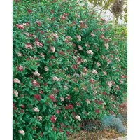 Viburnum Tinus Gwenllian Lorbeer-Schneeball Weiß-Rosa 30–40 cm - Sträucher mit zarten rosa-weißen Blüten, pflegeleicht und winterhart, ideal für Kübel und Hecken, bienenfreundlich und ganzjährig strukturiert.