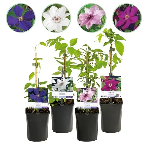 GreenboutiQ - Clematis Rainbow - Bunte Kletterpflanze in 4 Farben - Clematis Rainbow bietet eine farbenfrohe Mischung aus rosa, weiß, lila und rot. Ideal zur Begrünung von Pergolen und Wänden, pflegeleicht und blüht von Frühling bis Herbst. Ein Highlight für jeden Garten!