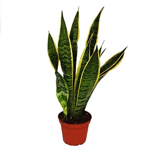 Exotenherz - Sansevieria trifasciata - Bogenhanf 12cm Topf
