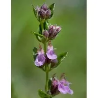 Echter Gamander Wildform - Teucrium chamaedrys