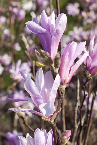 Magnolia liliiflora 'Susan' - Purpur-Magnolie, 1 St. - Elegantes Ziergehölz mit intensiv purpurrosafarbenen Blüten, ideal für kleine Gärten, Vorgärten oder als Kübelpflanze. Pflegeleicht und blühfreudig, setzt sie attraktive Akzente von April bis Mai.
