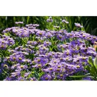 Aster novi-belgii 'Blaue Nachhut' – Pflegeleichte Staude für Beet & Rabatte - Robuste Glattblatt-Aster mit blauen bis violetten Blüten. Pflegeleicht und winterhart, ideal für Beet, Rabatte und Kübel. Bienenfreundlich und dekorativ von Spätsommer bis Herbst.