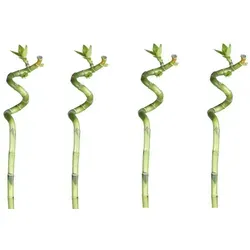 Lucky Bamboo 50cm - 4er Set Spiral Bambus - Pflegeleichter Glücksbambus im 4er Set, ideal für ein positives Raumklima. Mit einer Höhe von 50 cm bringt er frisches Grün in Ihr Zuhause. Benötigt lediglich Wasser und sorgt für eine langlebige Verschönerung.