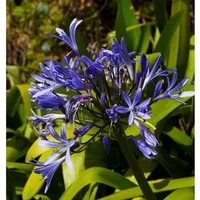 Liebesblume Schmucklilie Midnight Dream - Agapanthus - Stauden mit großen runden Blüten, ideal für den Garten. Diese Pflanze benötigt leichten Winterschutz und blüht von Juli bis September.