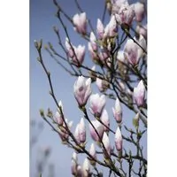 Magnolia soulangiana 'Heaven Scent' - Duftende Tulpenmagnolie mit rosa Blüten - Baumsamen & -pflanzen: Pflegeleichte Tulpenmagnolie mit duftenden rosa Blüten, ideal für Gärten, zieht Bienen und Schmetterlinge an.