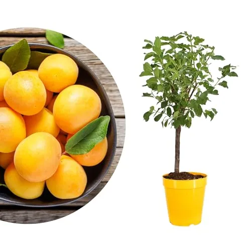 Zwergpflaume 'Nancy-Mirabelle' - Kompakter Obstbaum für Garten und Balkon - Kompakter Zwergobstbaum mit leuchtend gelben Mirabellen. Ideal für Töpfe oder im Garten, bienenfreundlich und pflegeleicht. Erntezeit von Ende August bis Oktober.