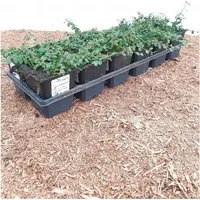 Bodendecker Cotoneaster Dammeri Streibs Findling P 0,5