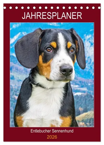 Sigrid Starick | Jahresplaner Entlebucher Sennenhund (Tischkalender 2026 DIN...