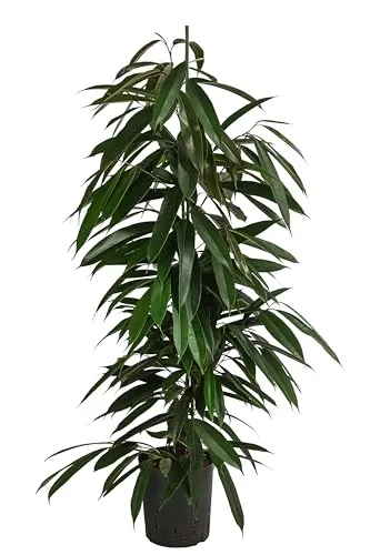 Dehner Birkenfeige, Ficus binnendijkii Amstel King, 120 cm - Zimmerpflanze in pflegeleichter Hydrokultur, ideal für helle Standorte. Perfekt für Allergiker, da sie die Luft reinigt und das Raumklima verbessert.