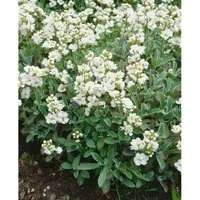 Arabis X Suendermannii Gänsekresse Immergrün Ca. 9x9 cm Topf