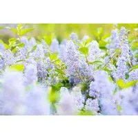 Ceanothus Delilianus Gloire D.Versailles – Säckelblume Blau 60-100 cm - Bezaubernde Säckelblume mit himmelblauen Rispen, ideal für kleinere Gärten und Terrassen. Wuchsfreudig und pflegeleicht, sorgt sie für mediterranen Flair und blüht von Juni bis Herbst.