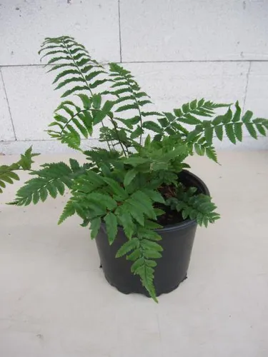 Elefantenrüssel-Farn - Dryopteris atrata - 30-40cm