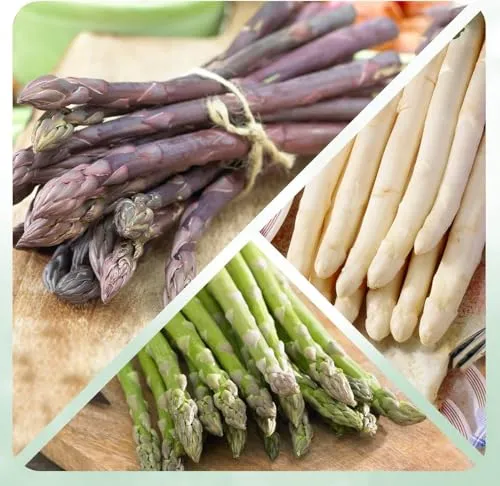 Spargel Pflanzen Mix - 10 frigo Pflanzen aus Holland für Garten und Hochbeet - Sie erhalten 10 winterharte Spargelpflanzen, die pflegeleicht und ertragreich sind. Ideal für Garten und Hochbeet, liefern sie über Jahre hinweg aromatische Stangen. Genießen Sie die niederländische Qualität in Ihrem Gemüsebeet!
