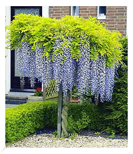 BALDUR Garten Blauregen auf Stamm - Wisteria sinensis Zierstämmchen - Baumsamen & -pflanzen, bienenfreundlich und winterhart, mit langen blauen Blütentrauben für eine beeindruckende Optik im Garten.