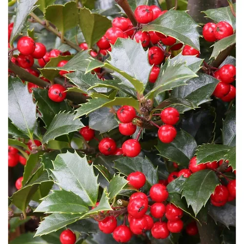 Stechpalme Ilex Heckenfee 80-100cm - Ilex meserveae - Sträucher: Immergrüne, pflegeleichte Stechpalme für schmale Hecken mit blühenden, zierlichen Blüten und knallroten Beeren bei passendem Befruchter.