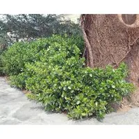 Euonymus fortunei Vegetus - Kriechspindel - Pflanzensamen für halbschattige, windgeschützte Standorte. Ideal für dekorative Bodendeckung mit ausladendem Wuchs. Lieferung im Topf/Container 80-100 cm.