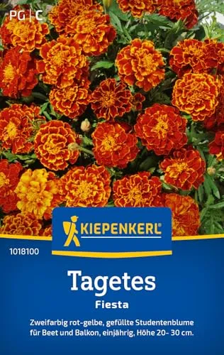 Kiepenkerl Tagetessamen Fiesta 1018100 - Einjährige Blumensamen mit einer Wuchshöhe von 20 bis 30cm und Inhalt für 50 Pflanzen - Samen Blumen, Saatgut