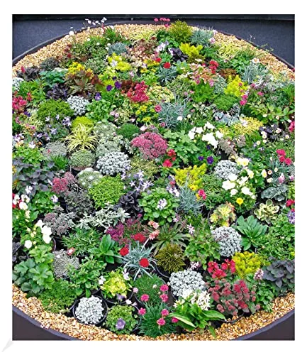 BALDUR Garten Steingarten-Stauden-Mix - 10 winterharte Pflanzen - Blumensamen & -pflanzen: Farbintensive Mischung aus winterharten Stauden, ideal für Steingärten und Kübel, pflegeleicht und trockenresistent.