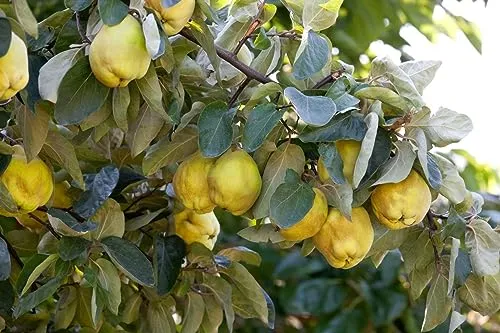 Cydonia 'Birnenquitte' - Aromatischer Obstbaum mit gelben Früchten - Obstsamen & -pflanzen mit aromatischen gelben Früchten, ideal für Marmeladen. Pflegeleicht, winterhart bis -20 °C und perfekt für sonnige Standorte im Garten.