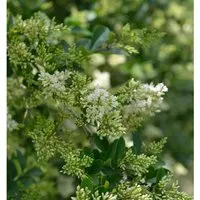 Ovalblättrige Liguster 100-125cm - Ligustrum ovalifolium