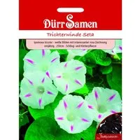 Dürr Samen Trichterwinde Seta Weiß Mit Rosa Zeichnung Saatgut