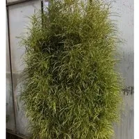 Farnblättriger Faulbaum Pulverholz Ron Williams 60-80cm - Rhamnus frangula