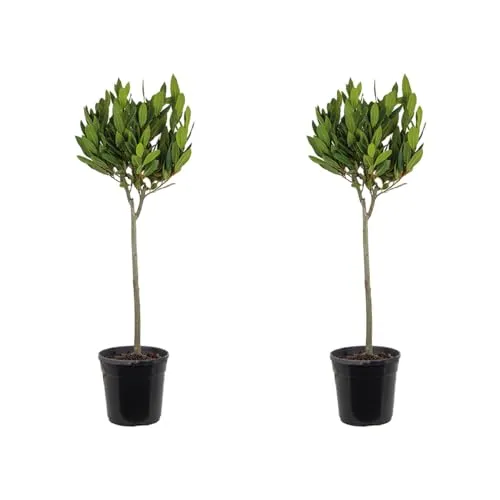Bloomique Laurus Nobilis - Winterharter Lorbeerbaum am Stamm - Eleganter Lorbeerbaum für Ihren Garten, 80-100 cm hoch, pflegeleicht und ideal für formelle Gärten. Verleiht jedem Außenbereich einen zeitlosen Akzent.