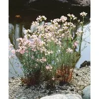 Cardamine Trifolia Dreiblättriges Schaumkraut Ca. 9x9 cm Topf