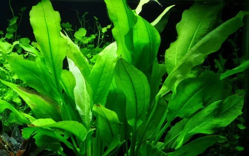 Aquaone Wasserpflanze Aquarium Pflanze Echinodorus bleheri im Topf Topf Nr.371