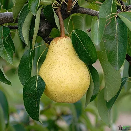 Williams Christ Birnenbaum - Beliebte Tafelbirne für Ihren Garten - Obstsamen & -pflanzen - Pflegeleichter, ertragreicher Birnenbaum mit kräftigem Aroma, ideal für Frischverzehr und Verarbeitung.