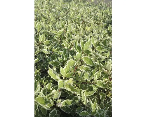 Purpur-Hartriegel FloraSelf Cornus alba "Sibirica Variegata" H 80 cm Co 10 L