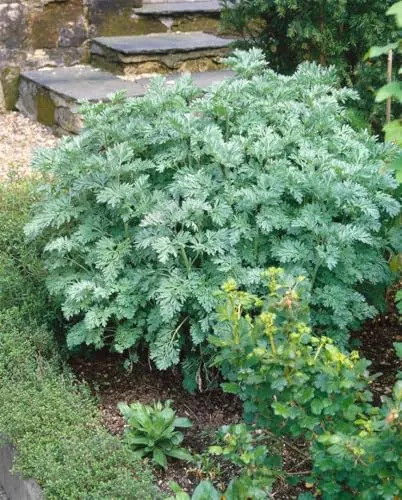 Artemisia absinthium 9x9 cm Topf – Winterhart, Mehrjährig, Pflegeleicht – Wermut – Kräuterpflanze für Garten & Kübel