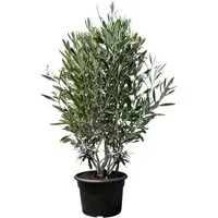 Sunny Tree Olivenbaum Olea Europaea - Immergrüner Strauch für Garten und Balkon - Obstsamen & -pflanzen: Winterharter Olivenbaum bis -18°C, ideal für sonnige Standorte mit einer Höhe von 140-160 cm und pflegeleicht für mediterranes Flair.