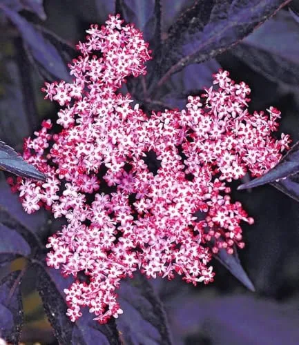 BALDUR Garten Holunder Sambucus nigra 'Thundercloud' - Winterharte Pflanze im 2-Liter-Topf, schmetterlingsfreundlich und trockenresistent. Ideal für sonnige bis halbschattige Standorte, blüht im Sommer und benötigt wenig Pflege.