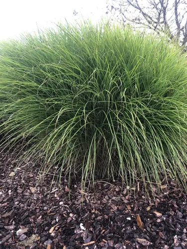 Miscanthus sinensis 'Gracillimus' - Chinaschilf im topf 9 x 9 cm 12 x