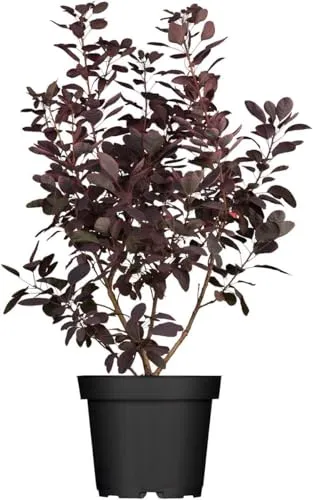 Cotinus coggygria 'Royal Purple' - Purpurroter Perückenstrauch - Pflegeleichter Strauch mit dunkelvioletten Blättern, die im Herbst leuchtend rot werden. Ideal für sonnige Standorte und Rabatten, winterhart bis -20 °C.