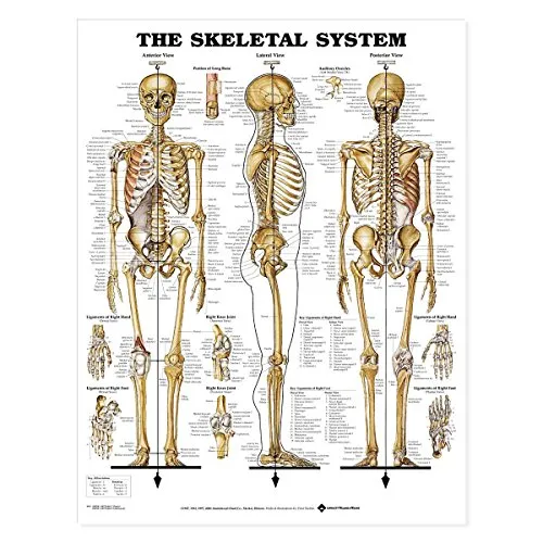 The Skeletal System Anatomical Chart - Medizin: Hochwertiger anatomischer Chart, ideal für die medizinische Ausbildung, Größe 50,8 x 66 cm, hergestellt in den USA aus langlebigem Kunststoff Styrol.