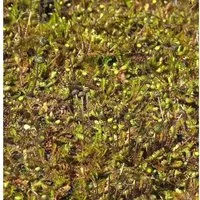 Brauner Fiederpolster - Leptinella dioica