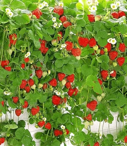 BALDUR Garten Hänge-Erdbeere Hummi® – 3 Pflanzen für Ihren Garten - Schnellwachsende, winterharte Erdbeere mit starken Ranken. Ideal für sonnige bis halbschattige Standorte. Geringer Pflegeaufwand, perfekt für die Balkonbepflanzung.
