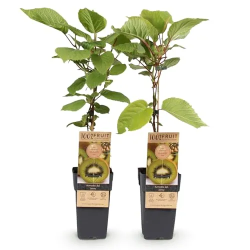 Green boutiQ - Obstpflanze - Actinidia deliciosa Jenny - Kiwi-Pflanze - Selbstbestäubend - Grüne Frucht - 2 Pflanzen - Topf 15cm - Höhe 50cm