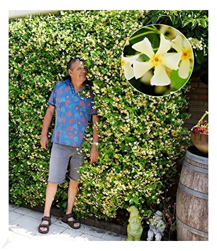 BALDUR Garten Winterharter Jasmin 'Star of Toscane®' - Winterharter und duftender Jasmin, ideal für Sonne bis Halbschatten. Pflegeleicht mit einer Wuchshöhe von bis zu 300 cm, blüht von Frühsommer bis Herbst.