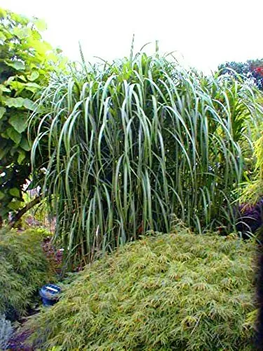 Riesen Chinaschilf, Miscanthus giganteus – Hochwachsende Hecke - Outdoor-Spielzeug – Ideal als Sichtschutz, erreicht bis zu 4 Meter Höhe und benötigt keine Rhizomsperre, pflegeleicht und winterhart.