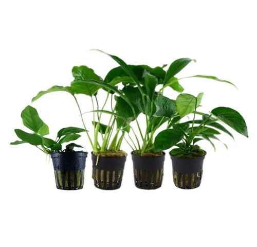 Aquaone Wasserpflanzen Set mit 4 Anubias - ideal für Aquarien - Set mit 4 Anubias Aquariumpflanzen, perfekt für die Gestaltung von Aquarien. Robuste Pflanzen, die sich leicht pflegen lassen und für ein gesundes Aquarienklima sorgen.