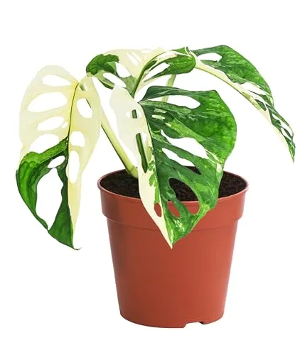 Dehner Fensterblatt Monstera obliqua variegata 25 cm - Wunderschöne Zimmerpflanze mit grünen und weißen panaschierten Blättern, perfekt für Pflanzenliebhaber. Inklusive Pflanztopf (Ø 12 cm) für eine einfache Pflege und Dekoration.