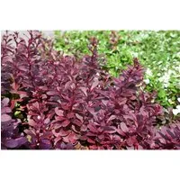 Berberis thunbergii 'Red Chief' - Rote Heckenberberitze 30-40 cm - Heckenpflanzen mit tiefrotem Laub, das im Herbst scharlachrot leuchtet. Pflegeleicht und winterhart, ideal für Hecken und Rabatten, bietet Schutz und Nahrung für Vögel.