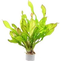 Dennerle Plants Aquariumpflanze Echinodorus Green Chamäleon