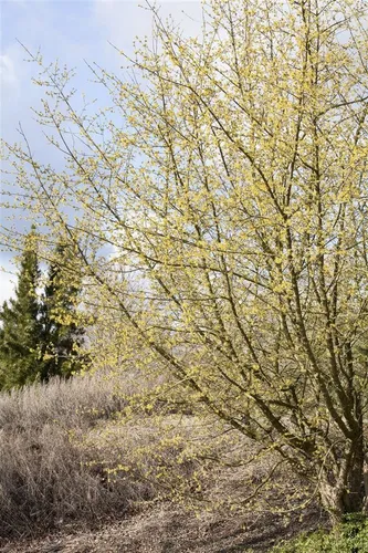 Cornus mas - Kornelkirsche, 1 St. Ziergehölz - Vielseitiger Strauch mit leuchtend gelben Blüten, ideal für Sichtschutz und Bienenfreund. Winterhart und pflegeleicht, mit essbaren Früchten reich an Vitamin C.