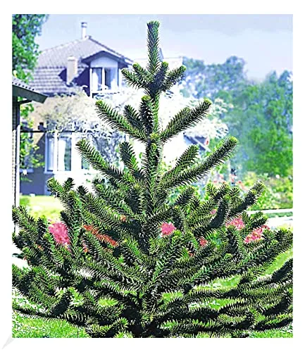 BALDUR Garten Affenschwanz-Baum - Chilenische Schmucktanne - Baumsamen & -pflanzen, winterhart und ideal für schattige Standorte, erreicht bis zu 10 Meter Höhe mit geringem Pflegeaufwand.