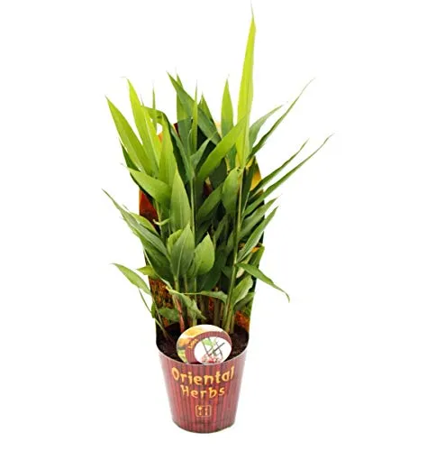 Thai-Ingwer (Alpinia galanga) 12cm - Entdecken Sie den exotischen Thai-Ingwer (Alpinia galanga) in einer praktischen 12cm Topfgröße. Ideal für Ihre Küche oder als dekorative Pflanze – bringt asiatisches Flair in Ihr Zuhause.